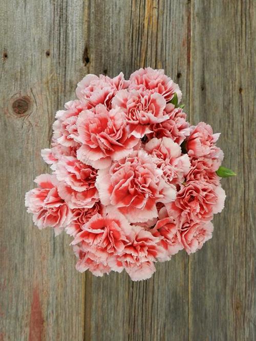 SCARLETTE PLUS BI-COLOR RED/WHITE MINI CARNATIONS